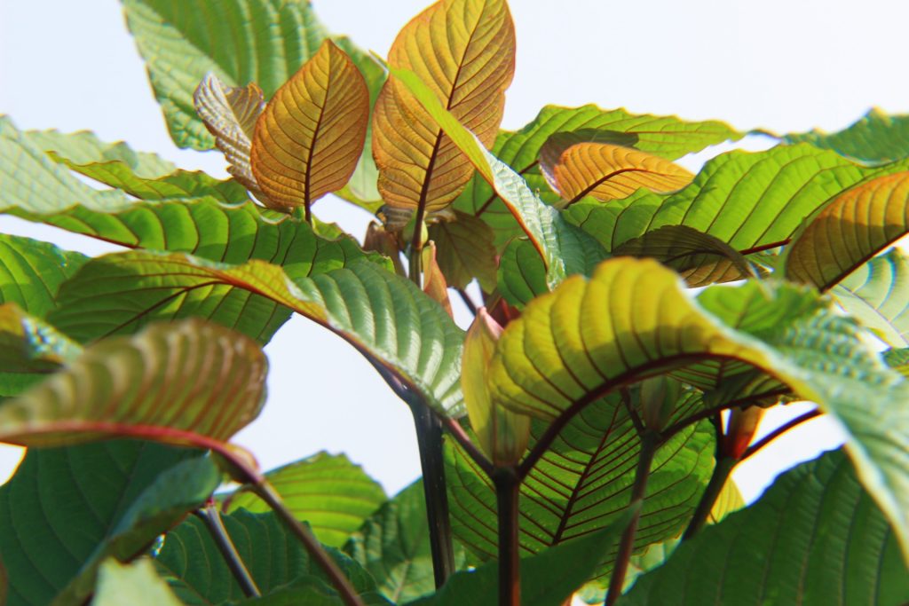is kratom legal in alabama